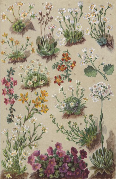 Alpine Flora von European School