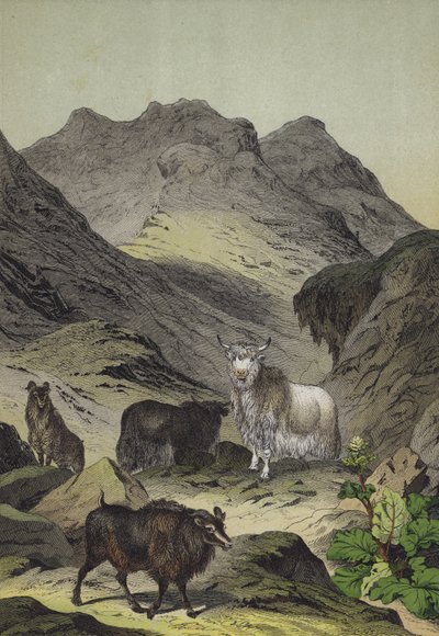 Tiere und Pflanzen des Hochlands von Tibet von European School