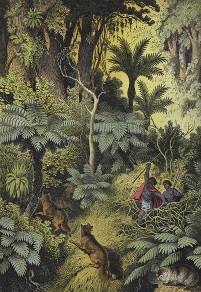 Tiere und Pflanzen der Küstenwälder Australiens von European School