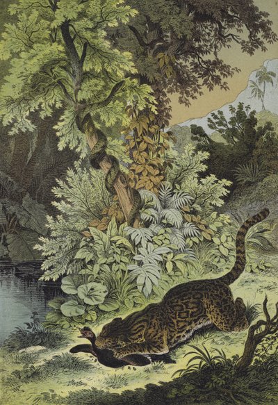 Tiere von Guiana von European School