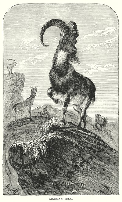 Arabischer Steinbock (Gravur) von European School