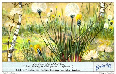 Wollgras (Eriophorum vaginatum) (Chromolithografie) von European School