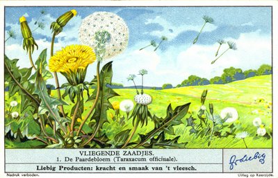 Löwenzahn (Taraxacum officinale) von European School