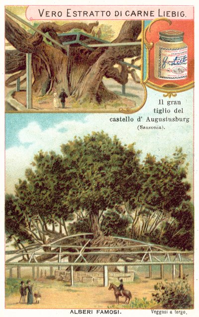 Große Linde im Park des Jagdschlosses Augustusburg, Sachsen, Deutschland von European School