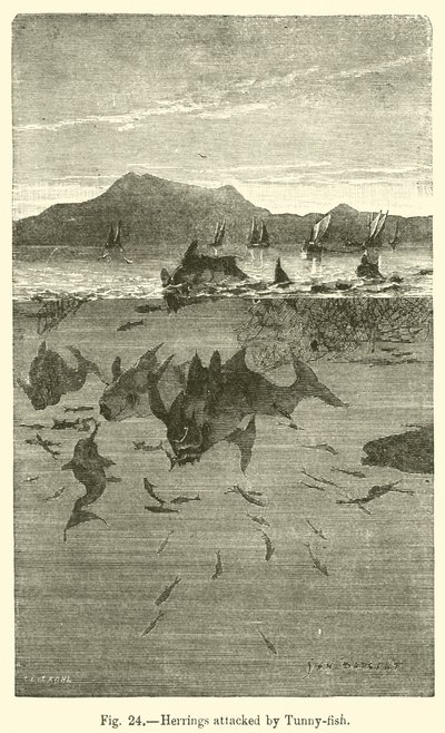 Heringe, die von Thunfischen angegriffen werden von European School