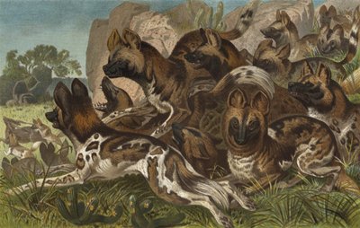 Hianenhund von European School