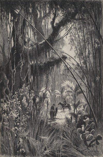 Dschungel in der Cordillera von Salta, Nordwest-Argentinien von European School