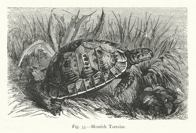 Maurische Schildkröte (Gravur) von European School