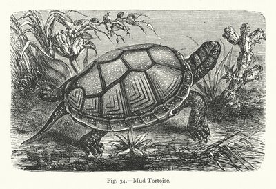 Schlammschildkröte von European School