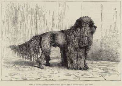 Nero, ein deutscher Schnurhaar-Pudel, auf der Berliner Internationalen Hundeausstellung (Gravur) von European School
