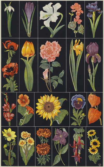 Seite aus einem Kinderbilderbuch, Blumen von European School