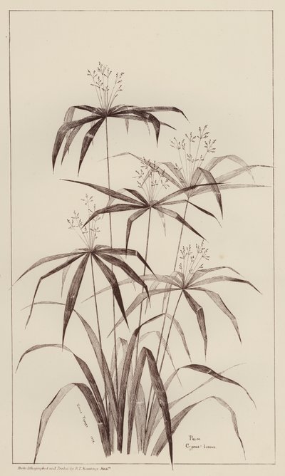 Palm Cyperus Luscus von European School
