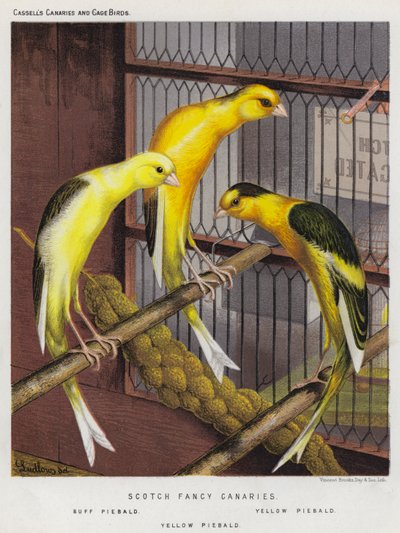 Schottische Fantasie-Kanarienvögel, Buff Schecke, Gelb Schecke von European School