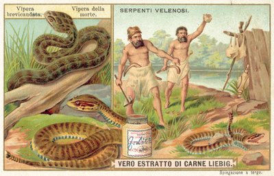 Kurzschwänzige Viper und Gemeine Todesotter von European School