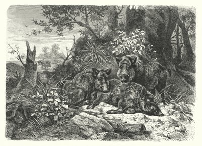 Der wilde Bär von European School