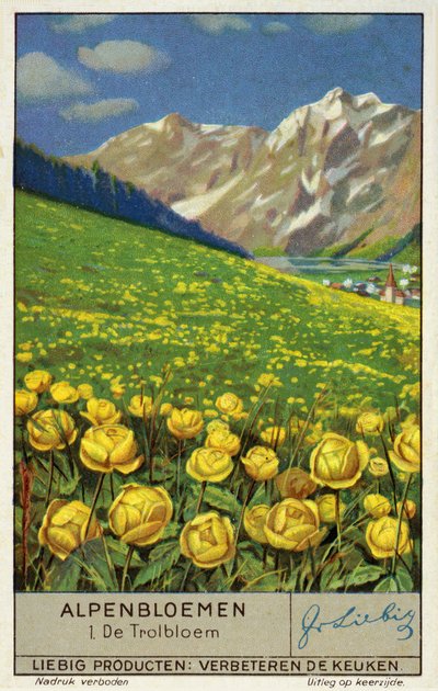 Trollblume (Chromolithografie) von European School
