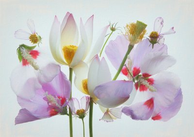 Ätherische Blumenkomposition von Fangping Zhou