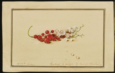 Rote und weiße Johannisbeeren, 1818 von Fedor Petrovich Tolstoy
