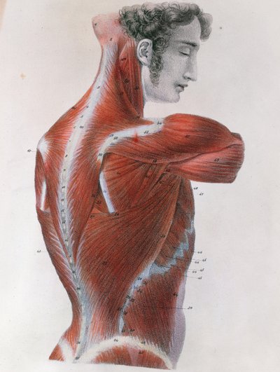 Abgezogener Torso, aus 