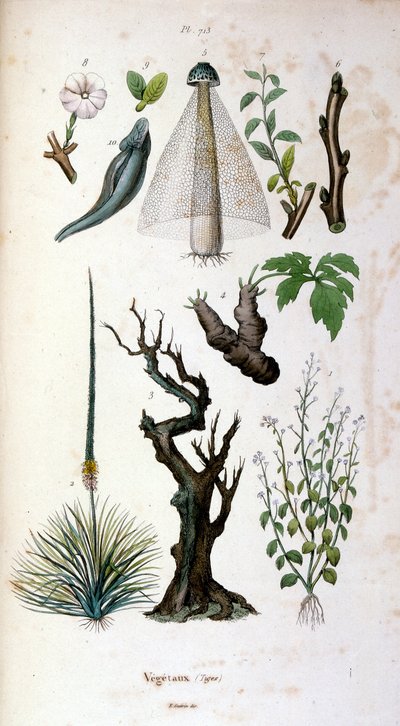 Botanische und zoologische Illustration von F. E. Guerin. Aus Dictionnaire pittoresque d