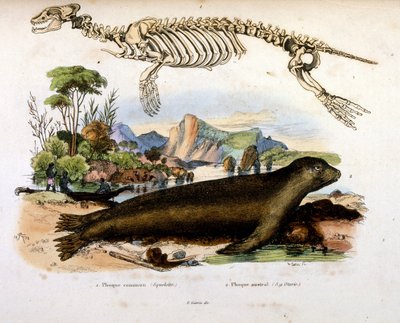 Botanische und zoologische Illustration von F. E. Guerin. Aus Dictionnaire pittoresque d