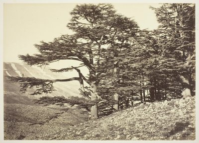 Zedern des Libanon von Félix Bonfils