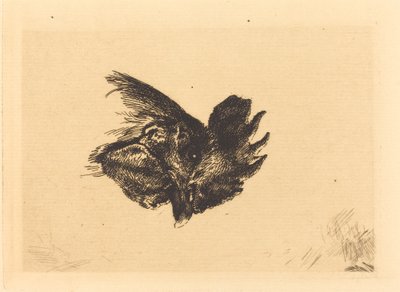 Kopf eines Hahns von Felix Bracquemond