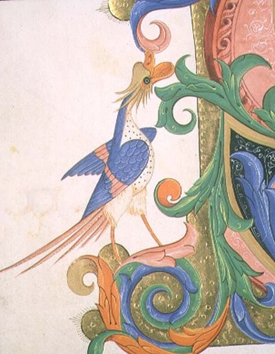 Missale 515 f.20v Fantastischer Vogel (Detail einer historierten Initiale) von Filippo di Matteo Torelli