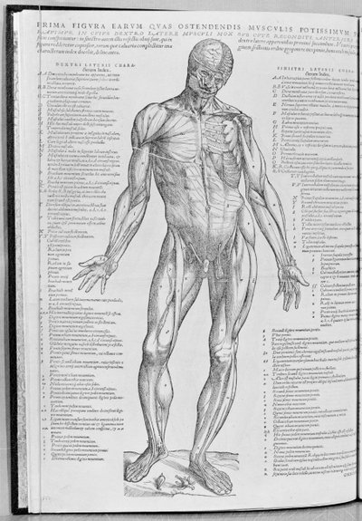 Anatomische Studie, Illustration aus De Humani Corporis Fabrica Librorum Epitome von Andreas Vesalius (1514-64), veröffentlicht in Basel, 1543 von Flemish School