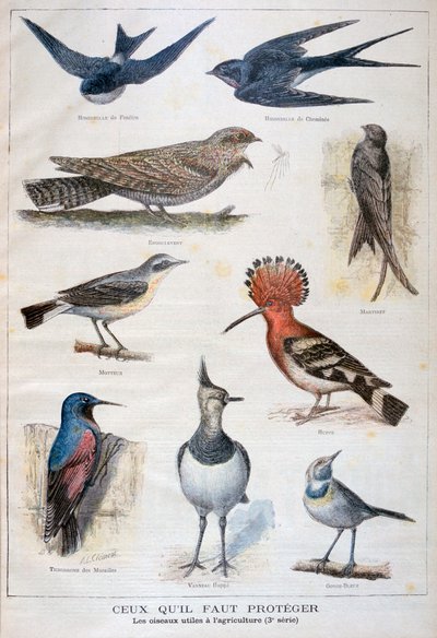 Vögel, die geschützt und in der Landwirtschaft nützlich sind von Fortuné Méaulle