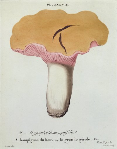 Hyprophyllum aquifolii, Tafel 38 aus 