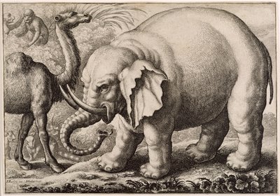 Ein Elefant und ein Kamel, graviert von Wenceslaus Hollar (1607-77) 1663 von Francis Barlow