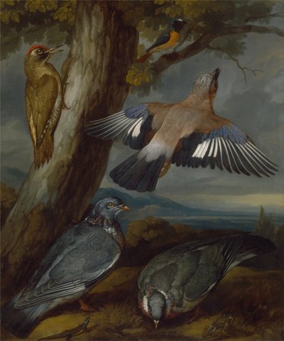 Eichelhäher, Grünspecht, Tauben und Rotschwanz von Francis Barlow
