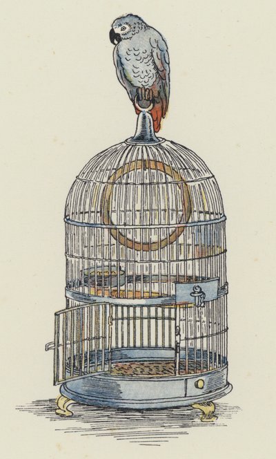 Papagei auf seinem Käfig von Francis Donkin Bedford
