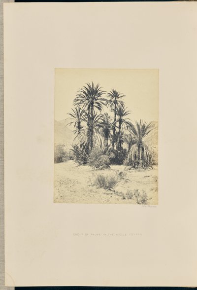 Gruppe von Palmen im Wadee Feyran von Francis Frith