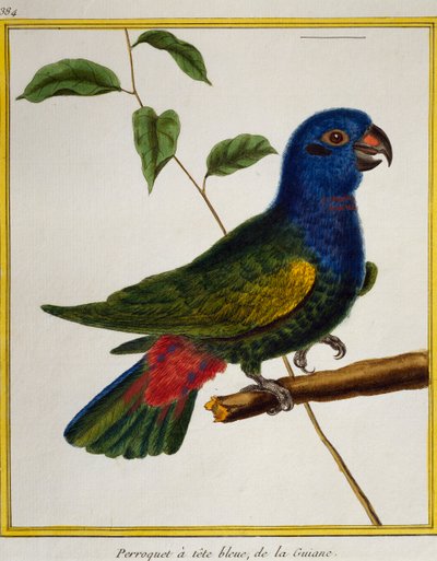 Blaustirnamazone, aus Histoire naturelle des oiseaux von Francois Nicolas Martinet