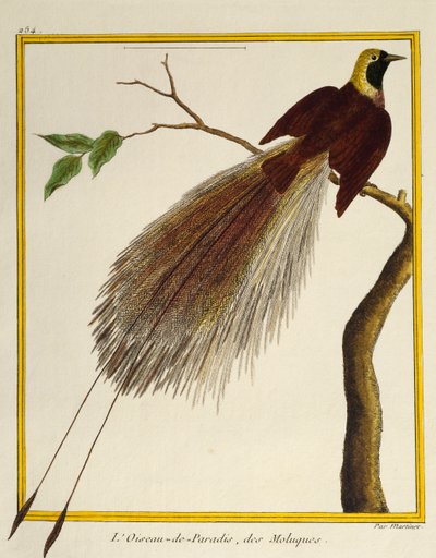 Großer Paradiesvogel (Paradisaea apoda), aus Histoire naturelle des oiseaux von Francois Nicolas Martinet