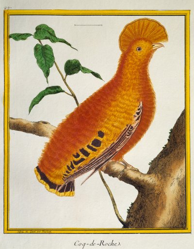 Guiananischer Felsenhahn (Rupicola rupicola), aus Histoire naturelle des oiseaux von Francois Nicolas Martinet