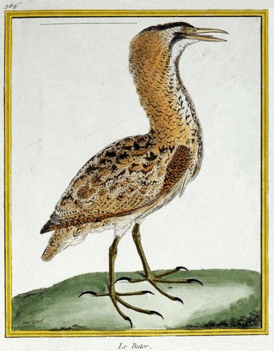 Wissenschaft. Zoologie. Rohrdommel. Gravur von Francois Nicolas Martinet in: Histoire naturelle des oiseaux, von Georges Louis Leclerc de Buffon, Frankreich, ca. 1777 von Francois Nicolas Martinet