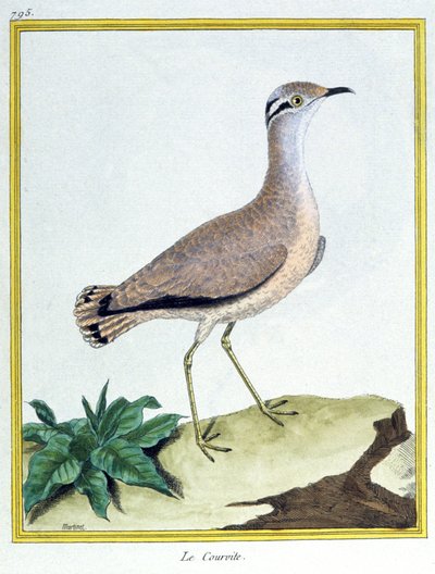 Cremefarbener Rennvogel. Gravur von Francois Nicolas Martinet in: Histoire naturelle des oiseaux, von Georges Louis Leclerc de Buffon, Frankreich, ca. 1777 von Francois Nicolas Martinet