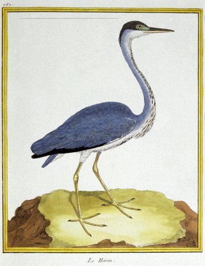 Wissenschaft. Zoologie. Reiher. Gravur von Francois Nicolas Martinet in: Histoire naturelle des oiseaux, von Georges Louis Leclerc de Buffon, Frankreich, ca. 1777 von Francois Nicolas Martinet