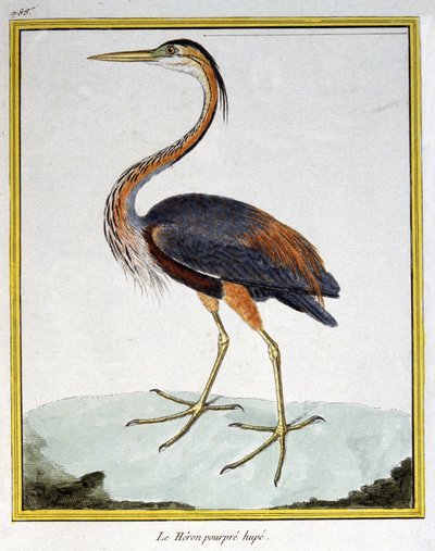 Wissenschaft. Zoologie. Purpurreiher. Gravur von Francois Nicolas Martinet in: Histoire naturelle des oiseaux, von Georges Louis Leclerc de Buffon, Frankreich, ca. 1777 von Francois Nicolas Martinet