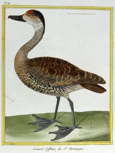 Wissenschaft. Zoologie. Pfeifente von Santo Domingo. Gravur von François Nicolas Martinet in: Histoire naturelle des oiseaux, von Georges Louis Leclerc de Buffon, Frankreich, ca. 1777 von Francois Nicolas Martinet