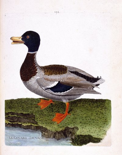 Zoologische Tafel (Ornithologie): Wildente (Stockente oder Anas platyrhynchos). Illustration in „Die Geschichte der Vögel, gemalt in ihren erscheinenden und empfindlichen Aspekten“ von Francois Nicolas Martinet (1731-1800). Private Sammlung. von Francois Nicolas Martinet