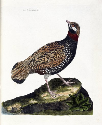Zoologische Tafel (Ornithologie): Francolin (Schwarzfrancolin oder Francolinus francolinus). Illustration in „Die Geschichte der Vögel, gemalt in ihren erscheinenden und empfindlichen Aspekten“ von Francois Nicolas Martinet (1731-1800). Private Sammlung. von Francois Nicolas Martinet