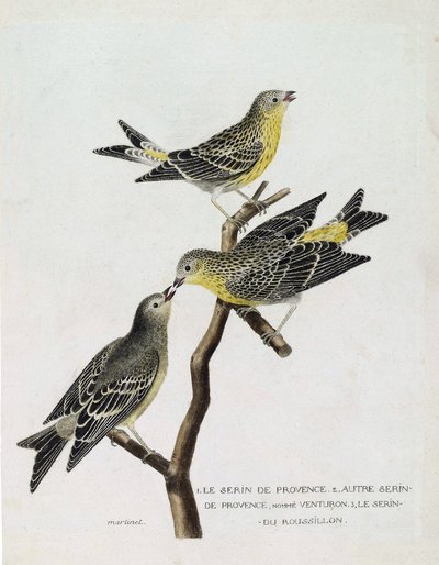Zoologische Tafel (Ornithologie): Von oben nach unten: Serin du Roussillon (Serin Cini oder Serinus serinus) auf einem Ast, der Serin de Provence (Venturon montagnard oder Serinus citrinella) und andere Serin de Provence. Illustration in „Die Geschichte de von Francois Nicolas Martinet
