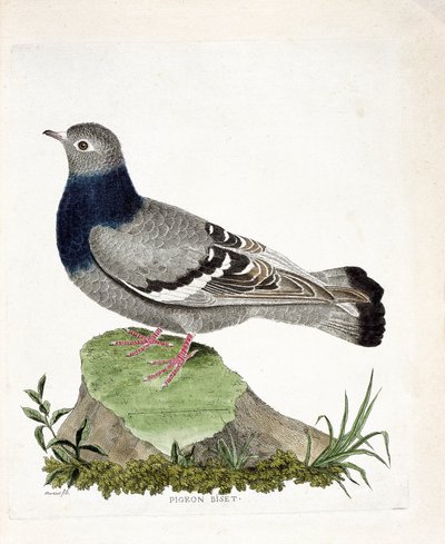 Zoologische Tafel (Ornithologie): Felsentaube (Columba livia). Illustration in „Die Geschichte der Vögel, gemalt in ihren erscheinenden und empfindlichen Aspekten“ von Francois Nicolas Martinet (1731-1800). Private Sammlung von Francois Nicolas Martinet