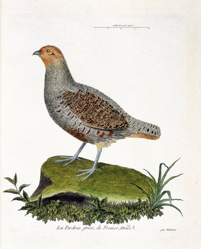 Zoologische Tafel (Ornithologie): Das graue Rebhuhn Frankreichs, männlich (graues Rebhuhn oder Rebhuhn). Illustration in „Die Geschichte der Vögel, gemalt in ihren erscheinenden und empfindlichen Aspekten“ von Francois Nicolas Martinet (1731-1800). von Francois Nicolas Martinet