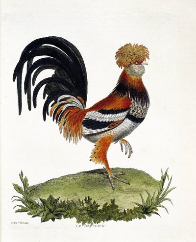Zoologische Tafel (Ornithologie): Der Hahn (Haushahn oder Gallus gallus). Illustration in „Die Geschichte der Vögel, gemalt in ihren erscheinenden und empfindlichen Aspekten“ von François Nicolas Martinet (1731-1800). Private Sammlung. von Francois Nicolas Martinet