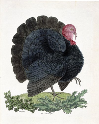 Zoologische Tafel (Ornithologie): Truthahn (Haustruthahn oder Melaeagris gallopavo). Illustration in „Die Geschichte der Vögel, gemalt in ihren erscheinenden und empfindlichen Aspekten“ von Francois Nicolas Martinet (1731-1800) (Gravur) von Francois Nicolas Martinet